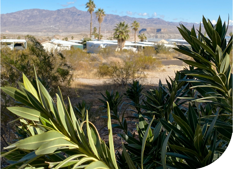 View through plants